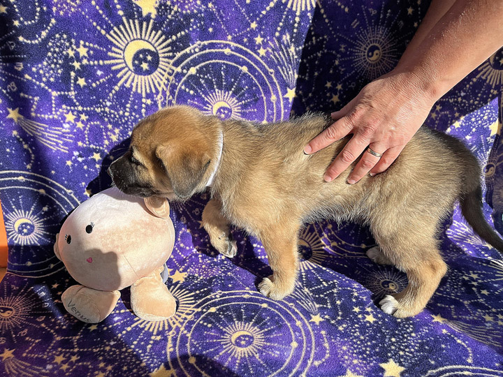 chinook puppy